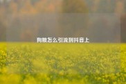 狗粮怎么引流到抖音上
